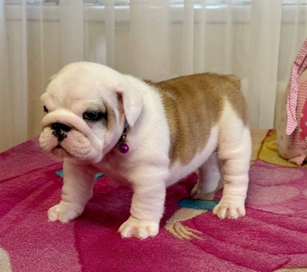 Yara English Bulldog Yara English Bulldog