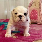 Yara-female-English-bulldog-puppy-for-sale-2
