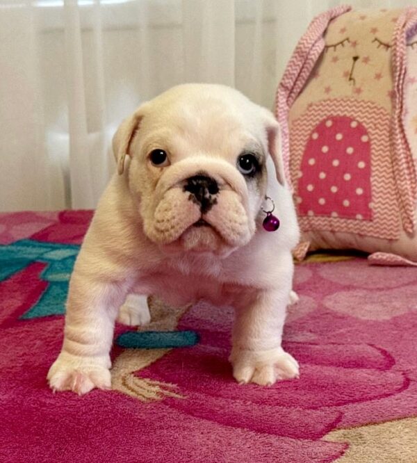 Yara English Bulldog Yara English Bulldog