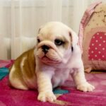 Yara-female-English-bulldog-puppy-for-sale-3