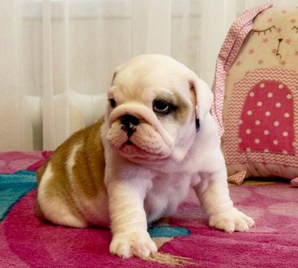 Yara English Bulldog Yara English Bulldog