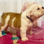 Yara-female-English-bulldog-puppy-for-sale-4