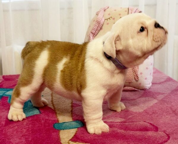 Yara English Bulldog Yara English Bulldog