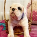 Yara-female-English-bulldog-puppy-for-sale-5