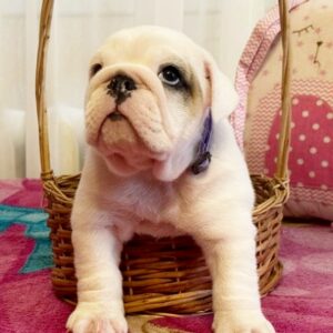 Yara English Bulldog Yara English Bulldog