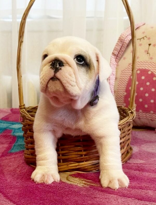 Yara English Bulldog Yara English Bulldog