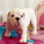 Yvette-female-English-bulldog-puppy-for-sale-1