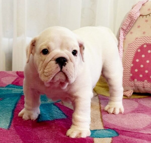 Yvette English Bulldog Yvette English Bulldog