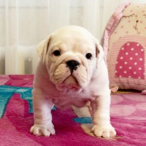 Yvette English Bulldog Yvette English Bulldog