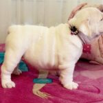 Yvette-female-English-bulldog-puppy-for-sale-3
