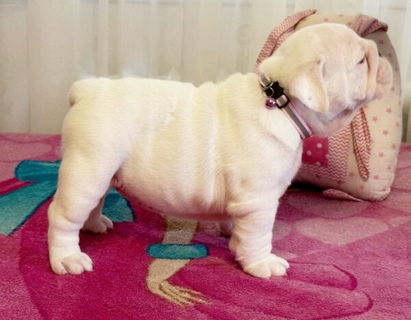 Yvette English Bulldog Yvette English Bulldog