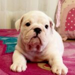 Yvette-female-English-bulldog-puppy-for-sale-4