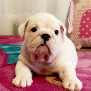 Yvette English Bulldog Yvette English Bulldog