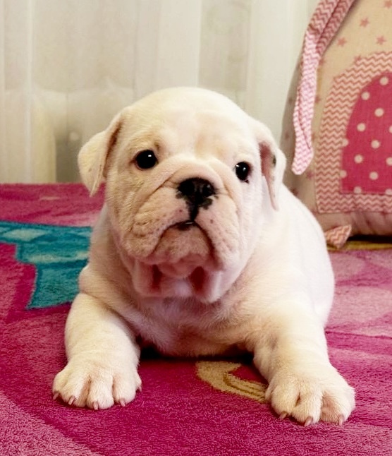 Yvette English Bulldog Yvette English Bulldog