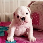 Yvonne-female-English-bulldog-puppy-for-sale-1