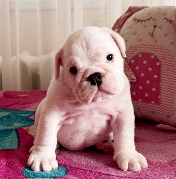 Yvonne English Bulldog Yvonne English Bulldog