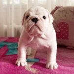 Yvonne-female-English-bulldog-puppy-for-sale-2