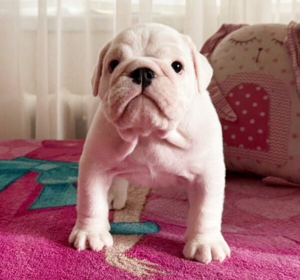 Yvonne English Bulldog Yvonne English Bulldog