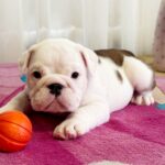 Yvonne-female-English-bulldog-puppy-for-sale-3