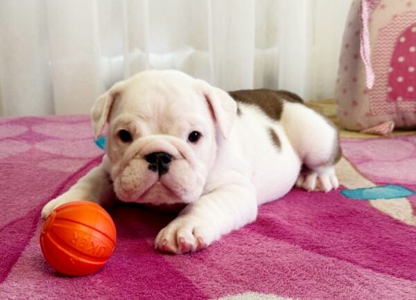 Yvonne English Bulldog Yvonne English Bulldog