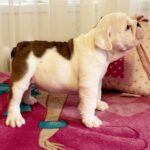 Yvonne-female-English-bulldog-puppy-for-sale-4