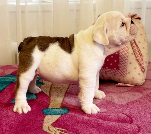Yvonne English Bulldog Yvonne English Bulldog