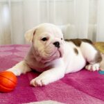 Yvonne-female-English-bulldog-puppy-for-sale-5