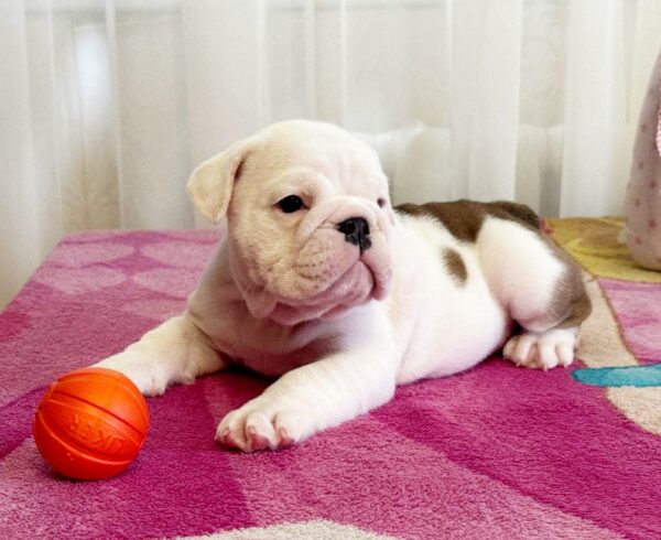 Yvonne English Bulldog Yvonne English Bulldog