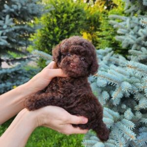 Zafira Toy Poodle Zafira Toy Poodle