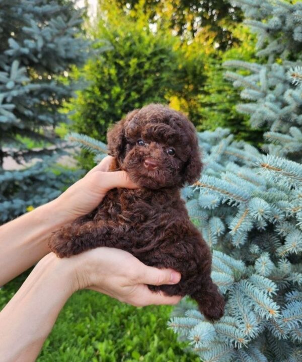 Zafira Toy Poodle Zafira Toy Poodle