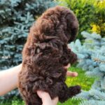 Zafira-female-Toy-Poodle-puppy-for-sale-2
