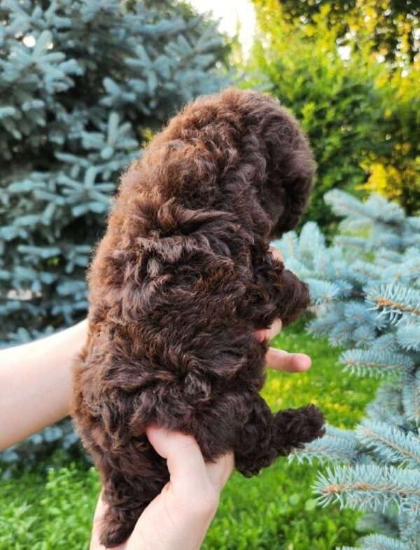 Zafira Toy Poodle Zafira Toy Poodle