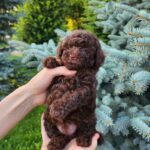 Zafira-female-Toy-Poodle-puppy-for-sale-3