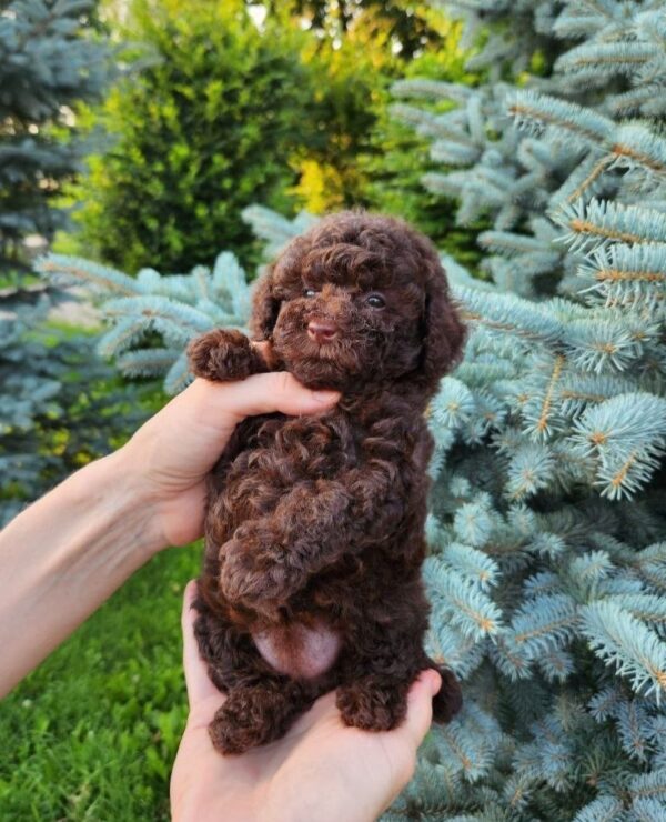Zafira Toy Poodle Zafira Toy Poodle