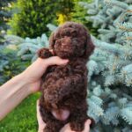 Zafira-female-Toy-Poodle-puppy-for-sale-4
