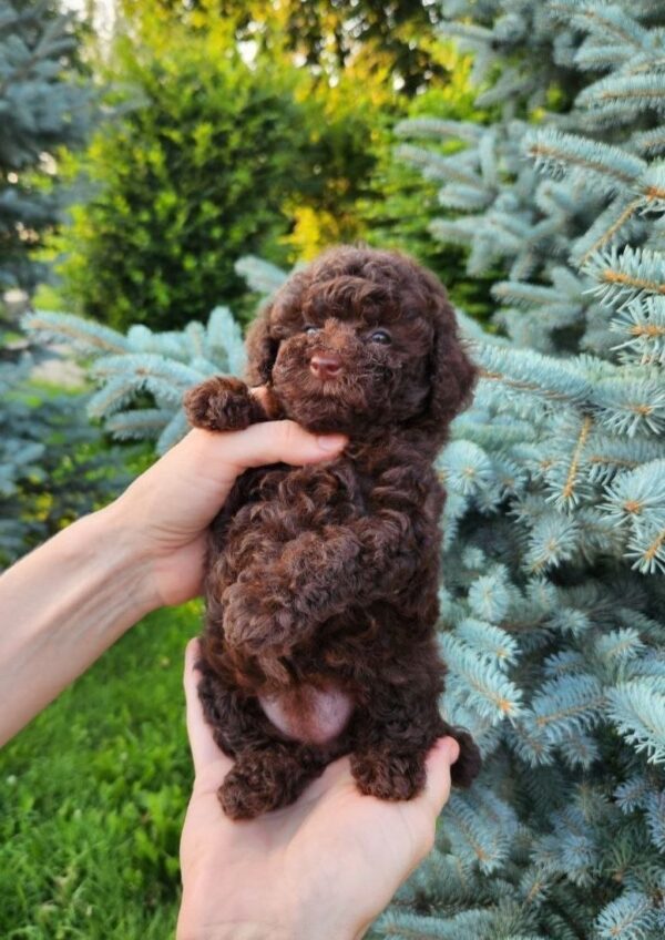 Zafira Toy Poodle Zafira Toy Poodle