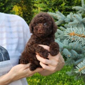 Zafira Toy Poodle Zafira Toy Poodle