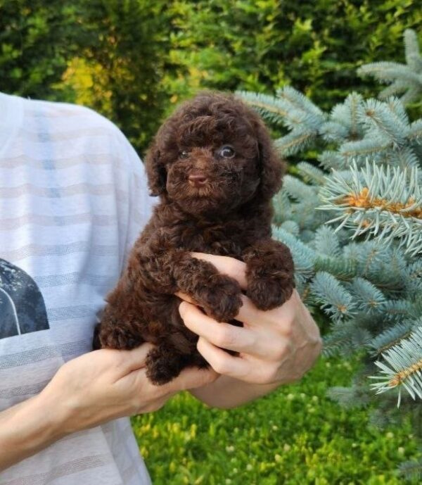 Zafira Toy Poodle Zafira Toy Poodle
