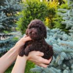 Zenith-male-Toy-Poodle-puppy-for-sale-1