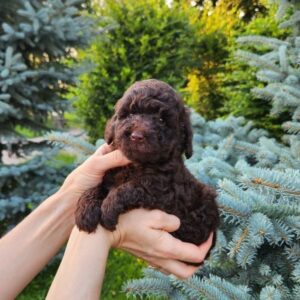Zenith Toy Poodle Zenith Toy Poodle