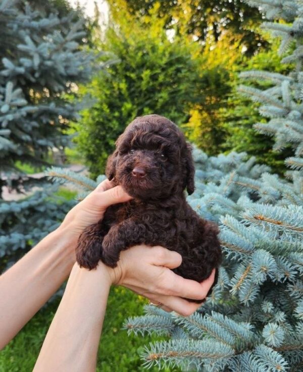 Zenith Toy Poodle Zenith Toy Poodle