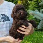 Zenith-male-Toy-Poodle-puppy-for-sale-2