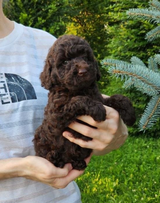 Zenith Toy Poodle Zenith Toy Poodle