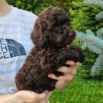 Zenith-male-Toy-Poodle-puppy-for-sale-3