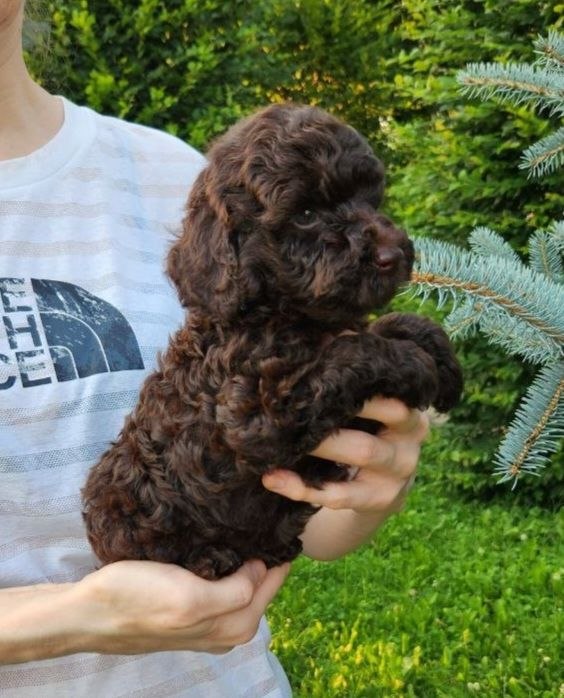 Zenith Toy Poodle Zenith Toy Poodle