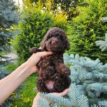 Zenith-male-Toy-Poodle-puppy-for-sale-4