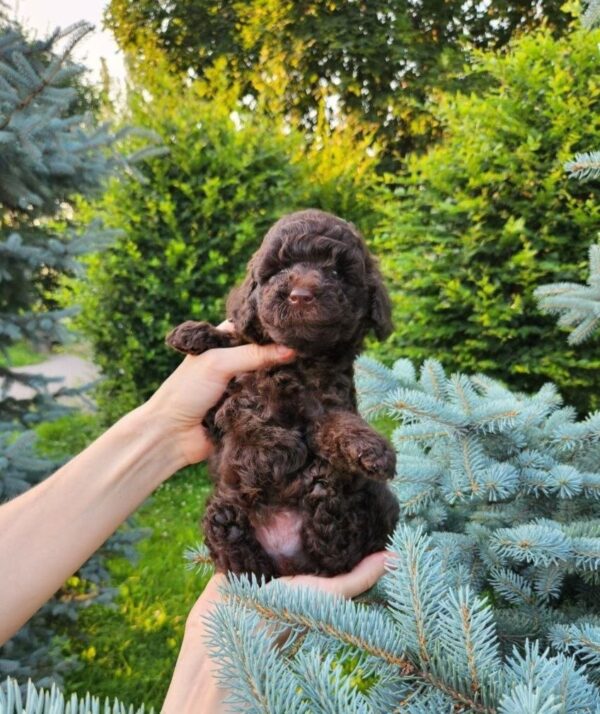 Zenith Toy Poodle Zenith Toy Poodle