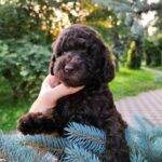 Zenith-male-Toy-Poodle-puppy-for-sale-5