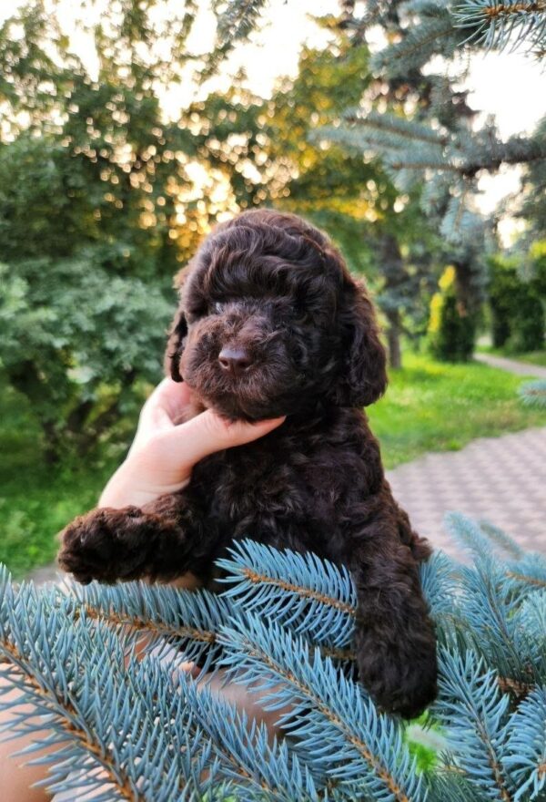 Zenith Toy Poodle Zenith Toy Poodle