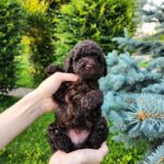 Zenith-male-Toy-Poodle-puppy-for-sale-6